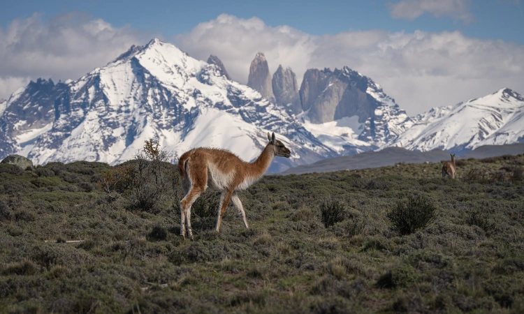 Fauna Tour