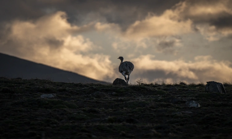 Fauna Tour