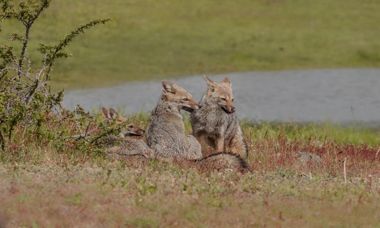 Fauna Tour